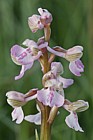 Orchis morio Green winged orchid