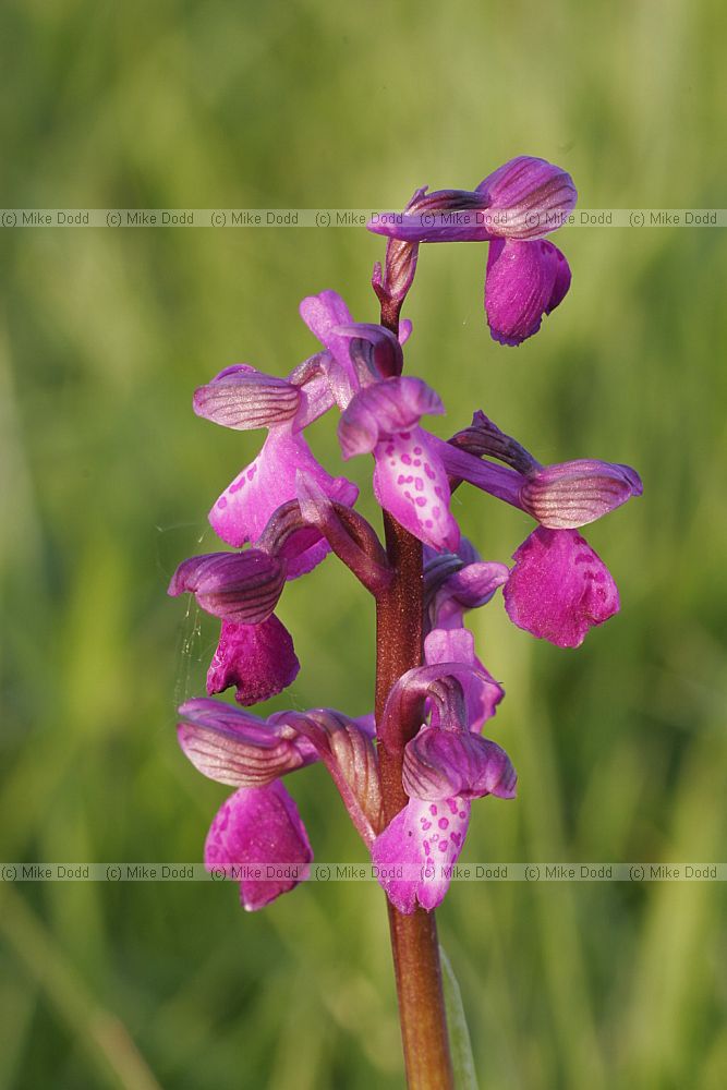 Orchis morio Green winged orchid