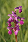 Orchis morio Green winged orchid