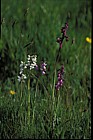 Orchis morio Green-winged Orchid