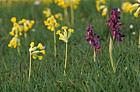 Orchis morio green winged orchid and primula cowslips