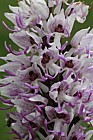 Orchis simia Monkey Orchid