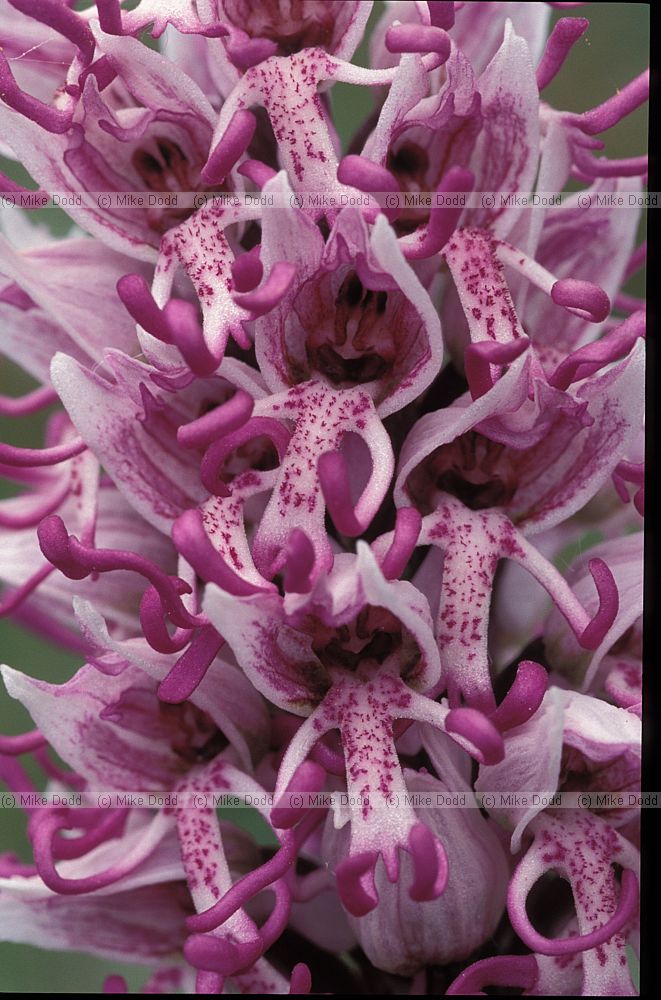 Orchis simia Monkey Orchid