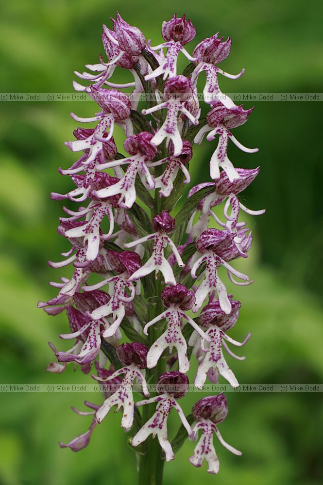 Orchis simia x O. purpurea monkey cross with lady orchid possibly first records for uk in large numbers