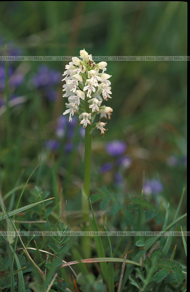 Orchis ustulata Burnt-tip Orchid
