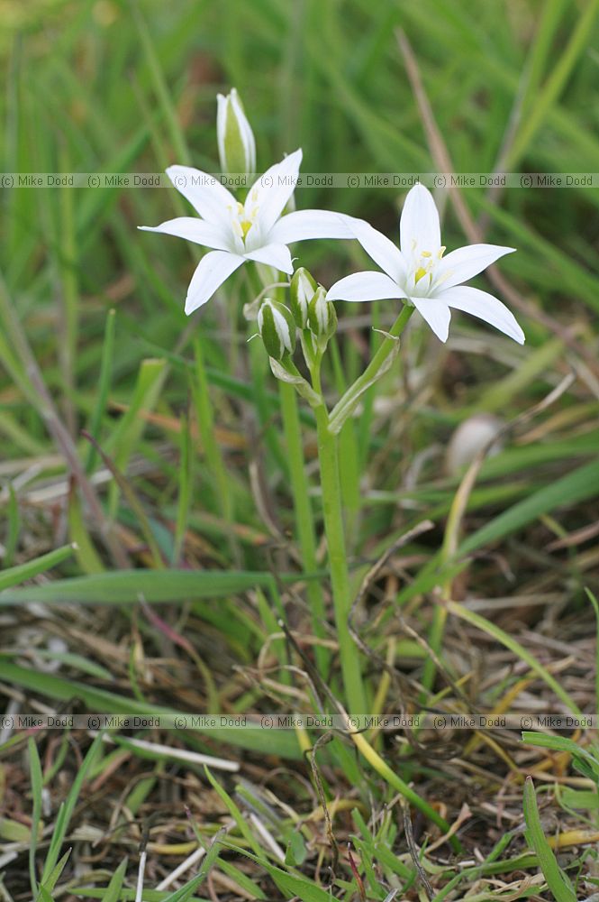 Ornithogalum angustifolium Star-of-Bethlehem