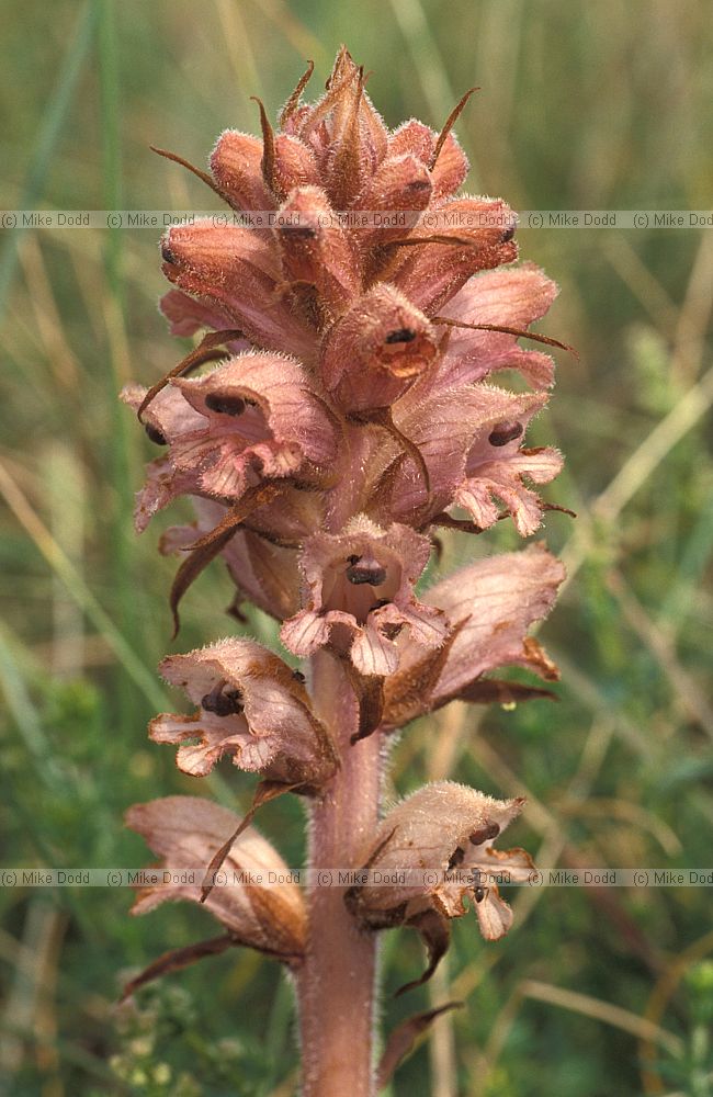 Orobanche caryophyllacea Bedstraw broomrape