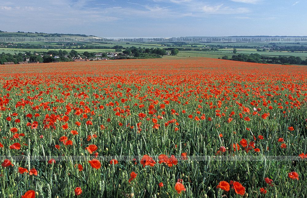 Papaver rhoeas Common Poppy