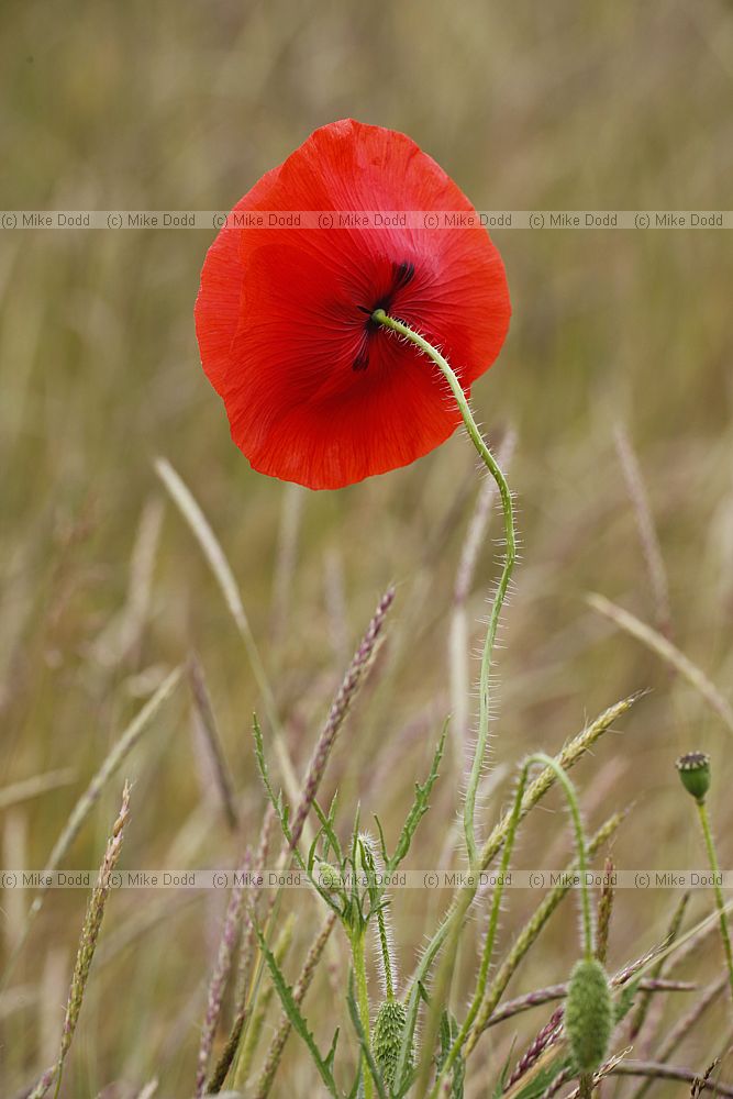 Papaver rhoeas Common Poppy