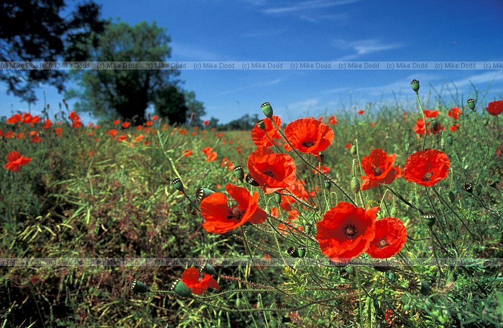 Papaver rhoeas Common Poppy