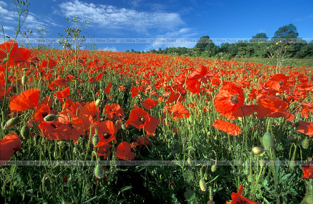 Papaver rhoeas Common Poppy