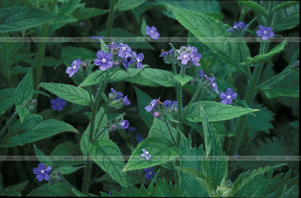 Pentaglottis sempervirens Green Alkanet