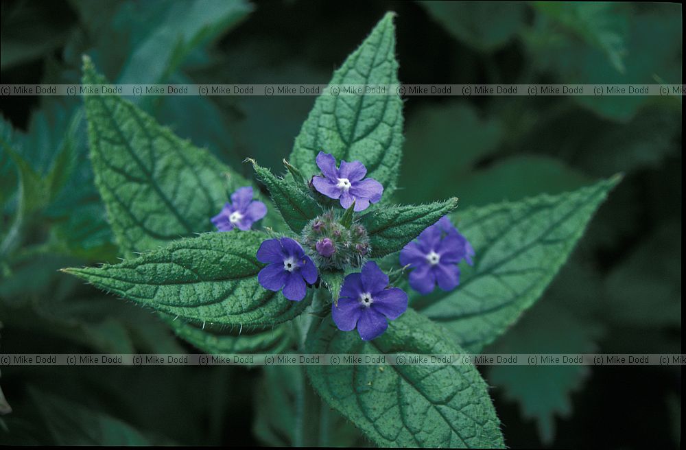 Pentaglottis sempervirens Green Alkanet