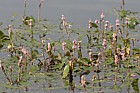 Persicaria amphibia Amphibious bistort