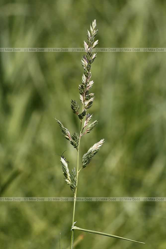 Phalaris arundinacea Reed Canary-grass