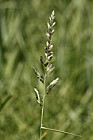 Phalaris arundinacea Reed Canary-grass