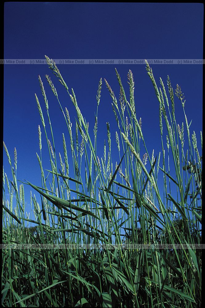 Phalaris arundinacae Reed Canary-grass