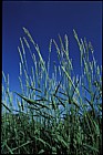 Phalaris arundinacae Reed Canary-grass