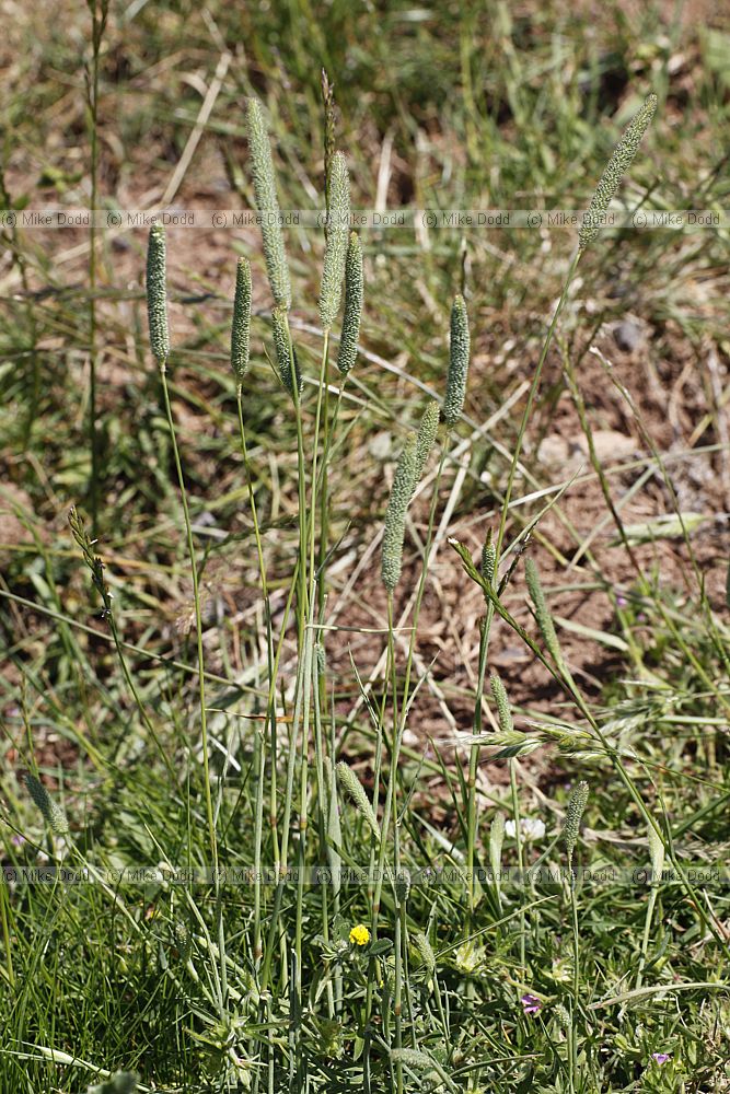 Phleum bertolonii (?) Smaller Cat's-tail