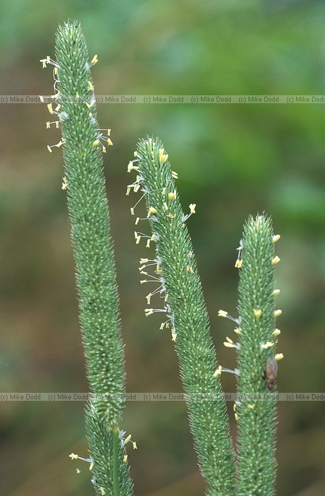 Phleum pratensis Timothy