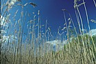 Phragmites australis Common Reed