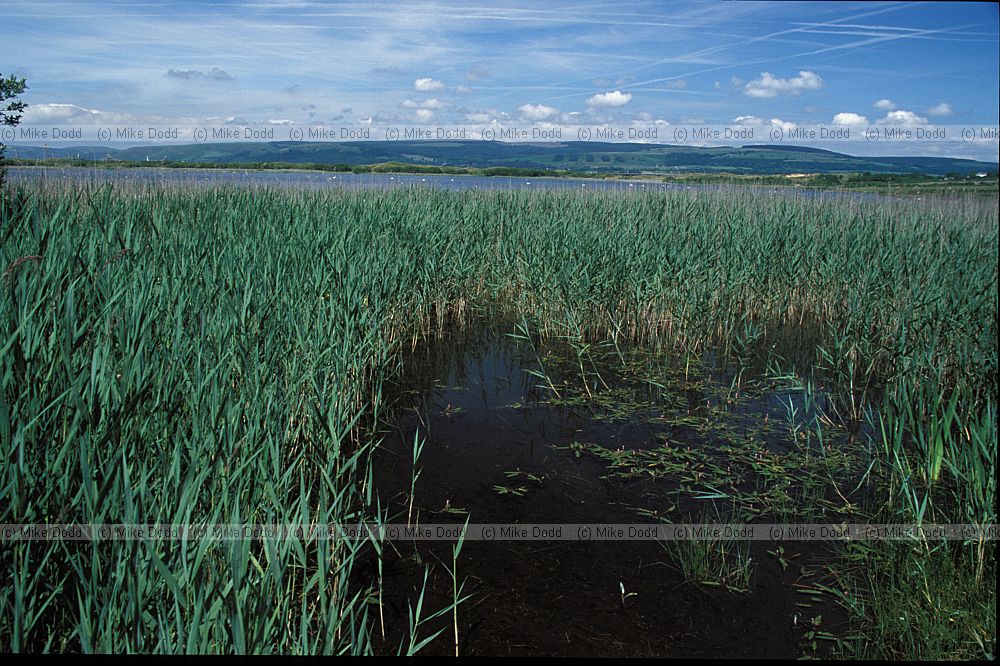 Phragmites australis Common Reed