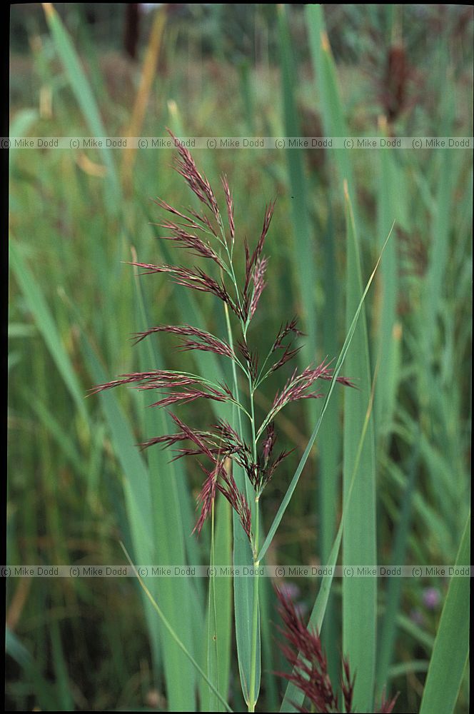 Phragmites australis Common Reed
