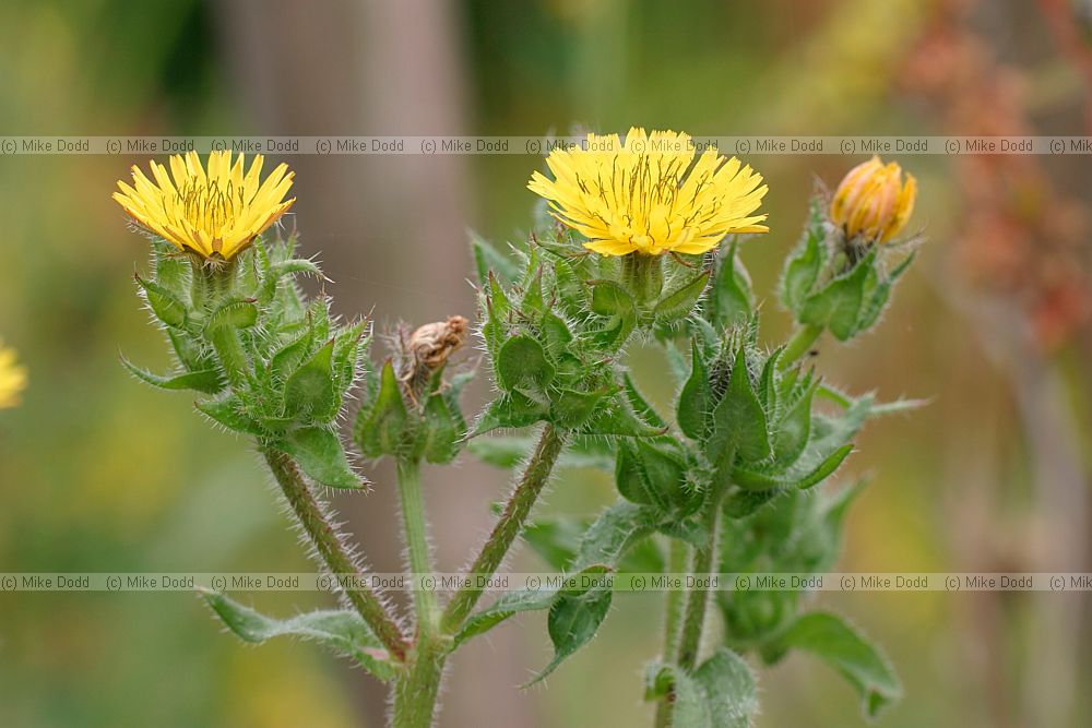 Picris echioides Bristly Oxtongue