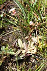 Pinguicula lusitanica Pale Butterwort