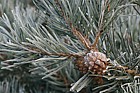Pinus sylvestris Scots Pine with frost and cone