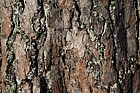 Pinus sylvestris Scots Pine