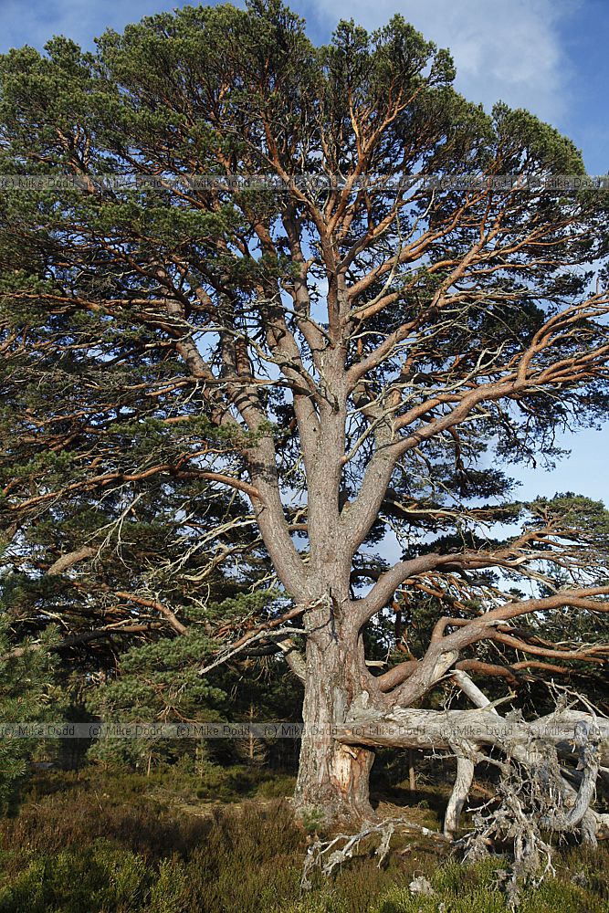 Pinus sylvestris Scots Pine