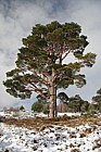 Pinus sylvestris Scots pine with snow Upper Tullochgrue