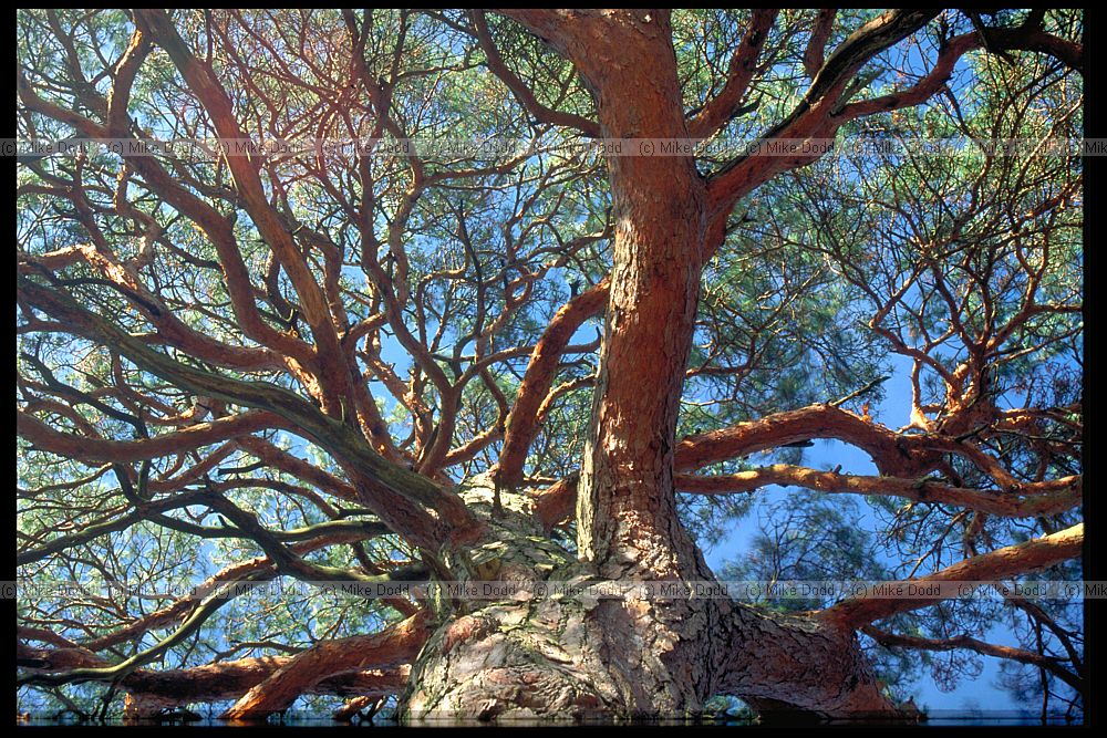 Pinus sylvestris Scots Pine