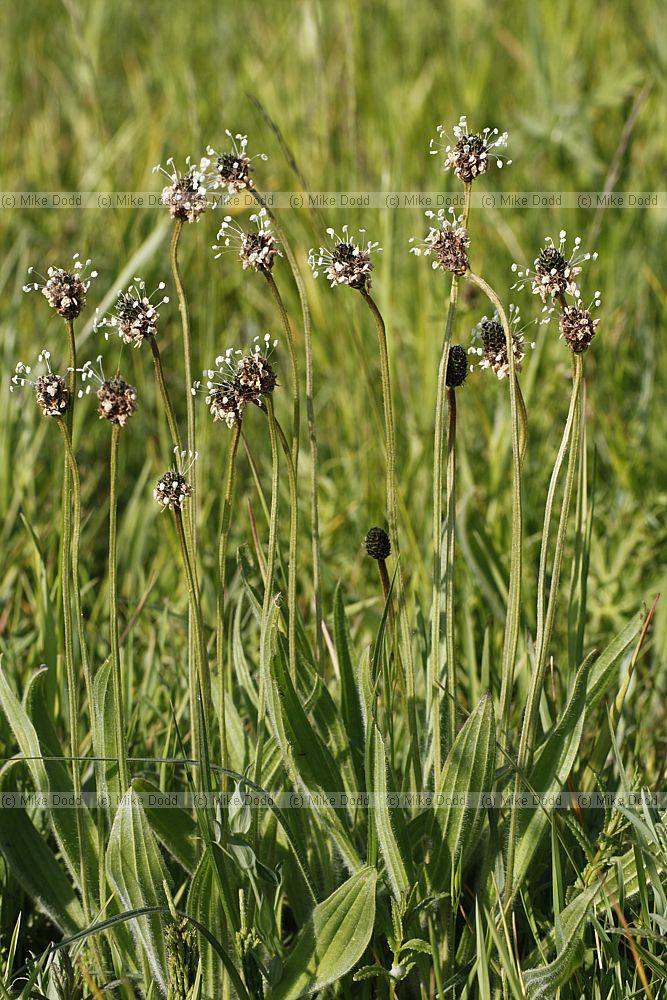 Plantago lanceolata Ribwort Plantain