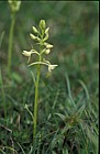 Platanthera bifolia Lesser Butterfly Orchid