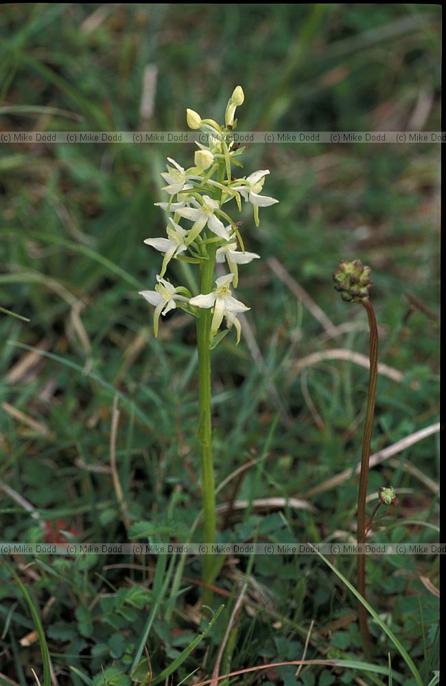 Platanthera bifolia Lesser Butterfly Orchid
