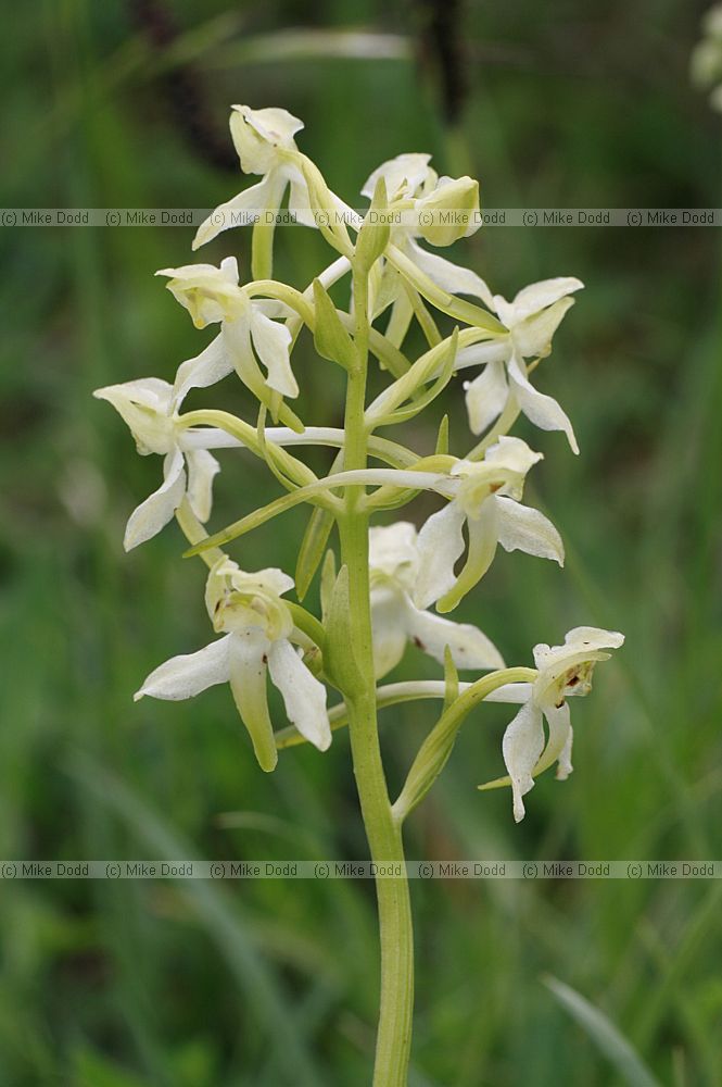 Platanthera chlorantha Greater Butterfly Orchid