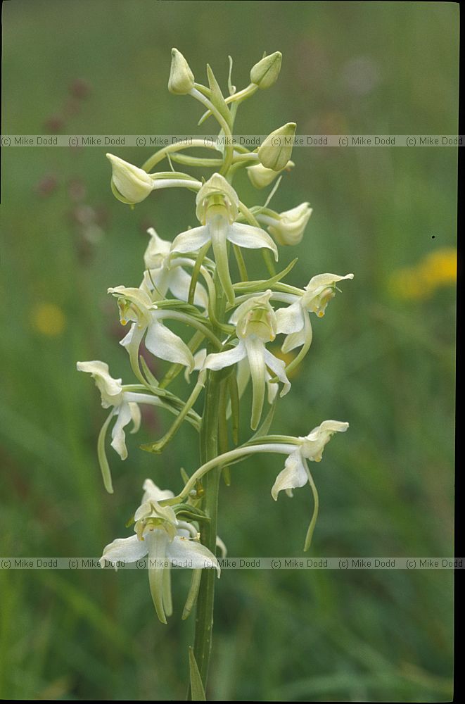 Platanthera chlorantha Greater Butterfly Orchid