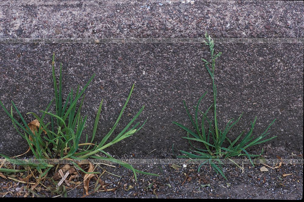 Poa annua Annual Meadow Grass