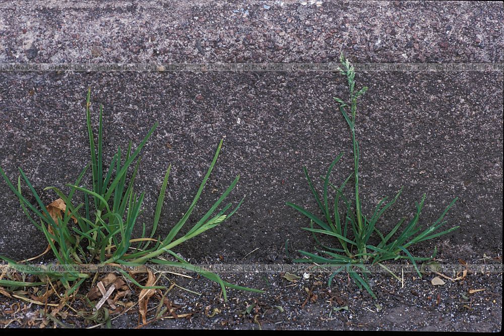 Poa annua Annual Meadow Grass