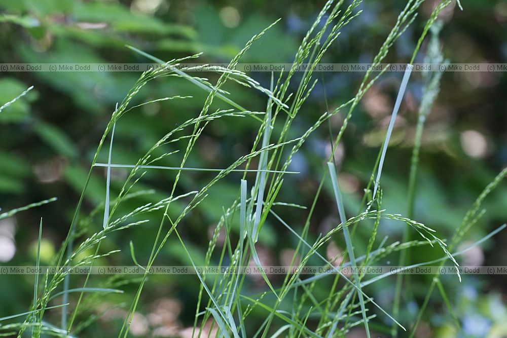 Poa nemoralis Wood Meadow-grass