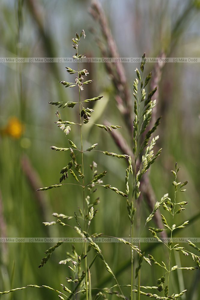 Poa trivialis Rough stalked meadowgrass