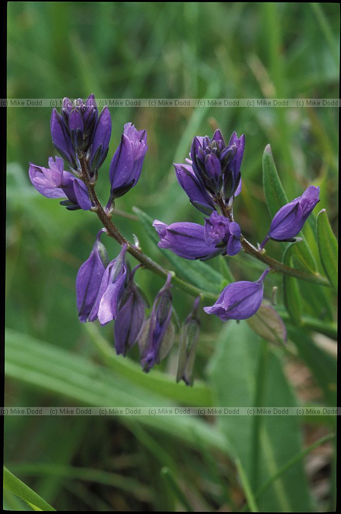 Polygala vulgaris Common Milkwort