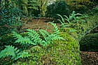 Polypodium vulgare Common Polypody