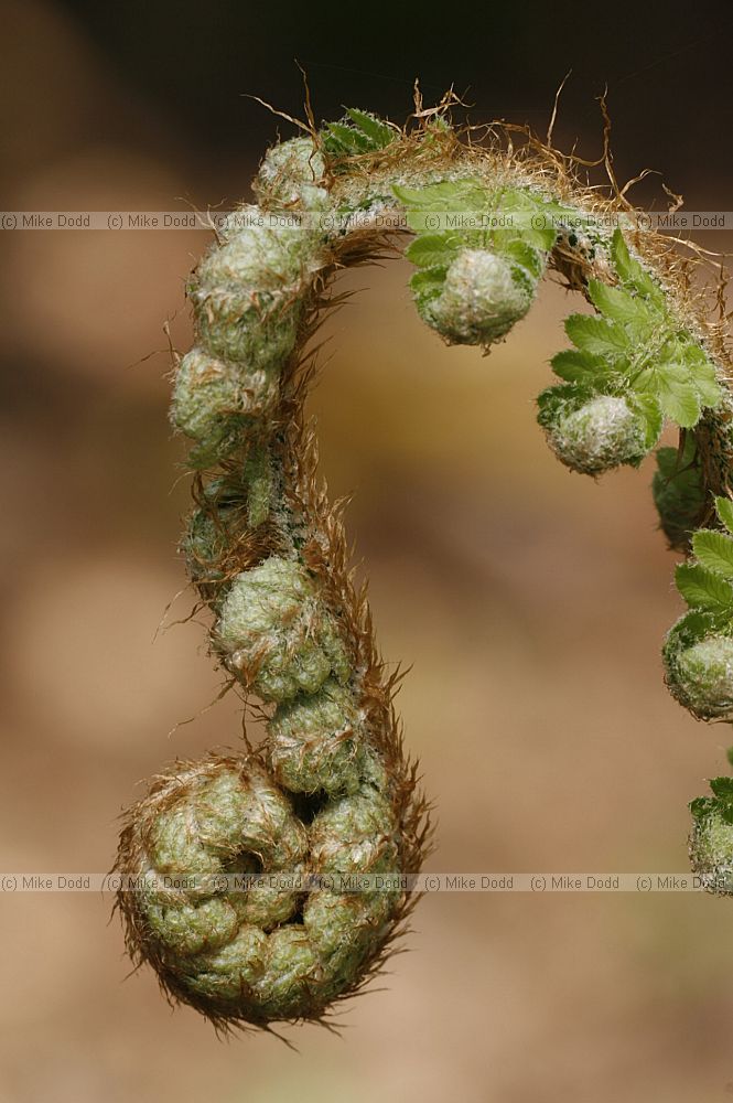 Polystichum setiferum Soft shield fern