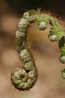 Polystichum setiferum Soft shield fern