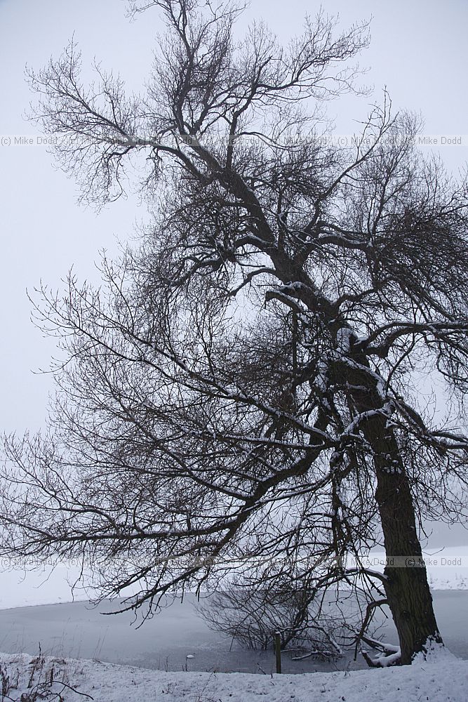 Populus nigra ssp betulifolia Black poplar