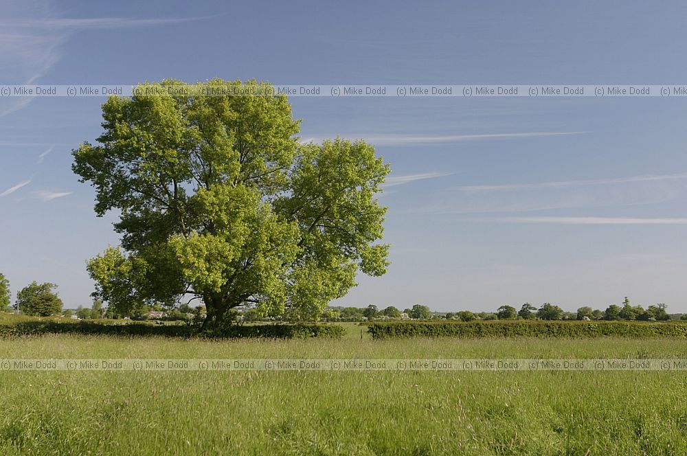 Populus nigra ssp betulifolia Black poplar