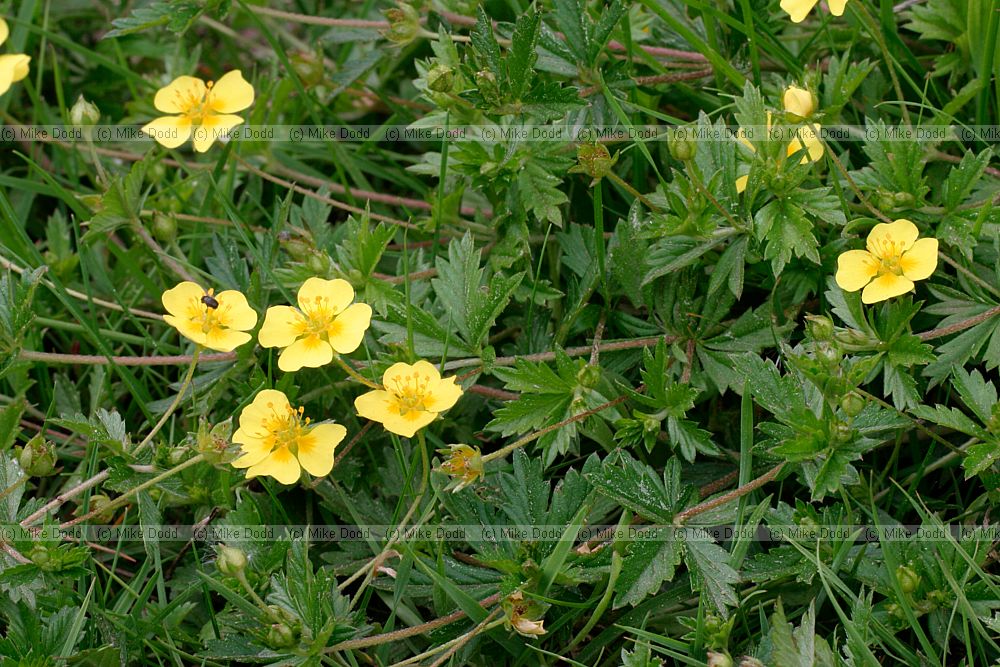 Potentilla erecta Tormentil